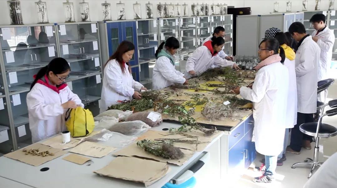 刘圆为学生讲解药用植物