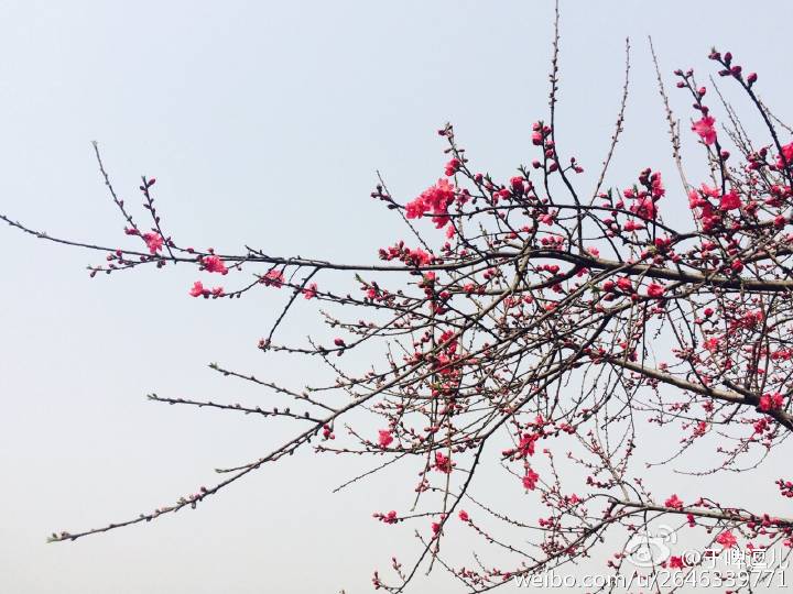 生科学院刘情摄