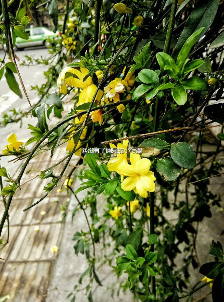 王晓慧文新学院